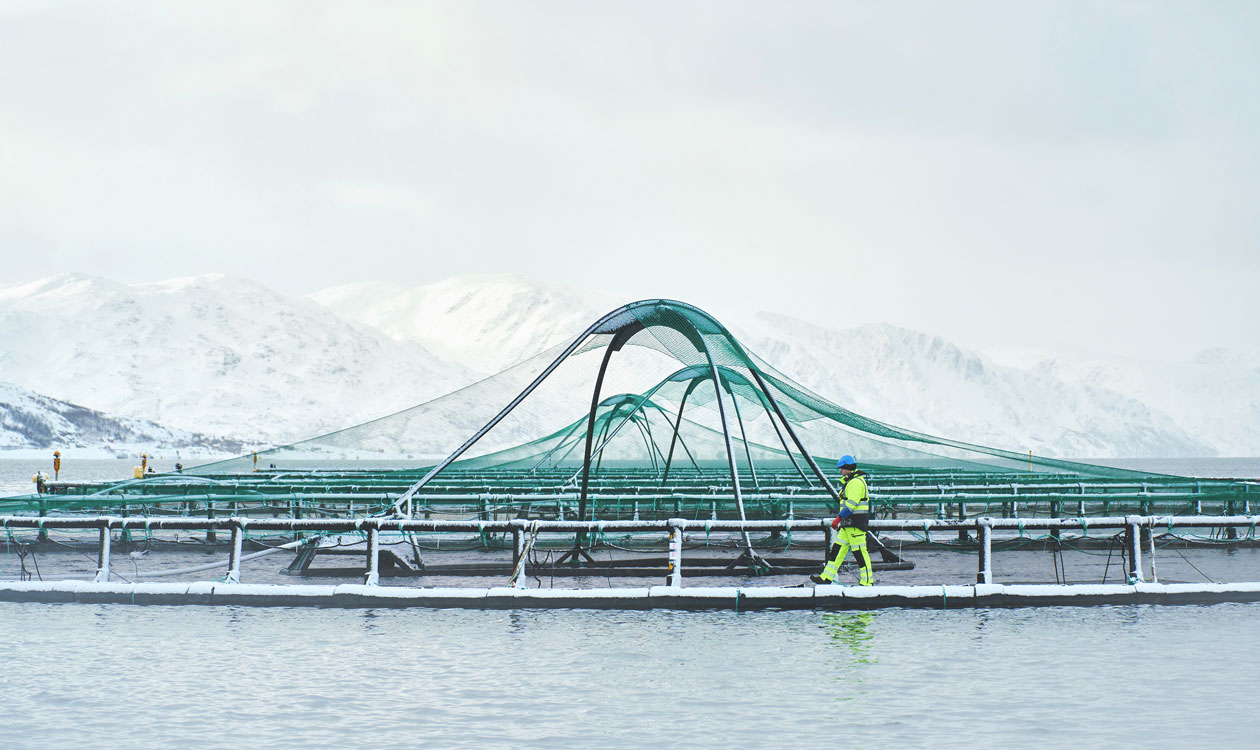 Grieg Aqua and Grieg Seafood employees monitor their salmon farming.