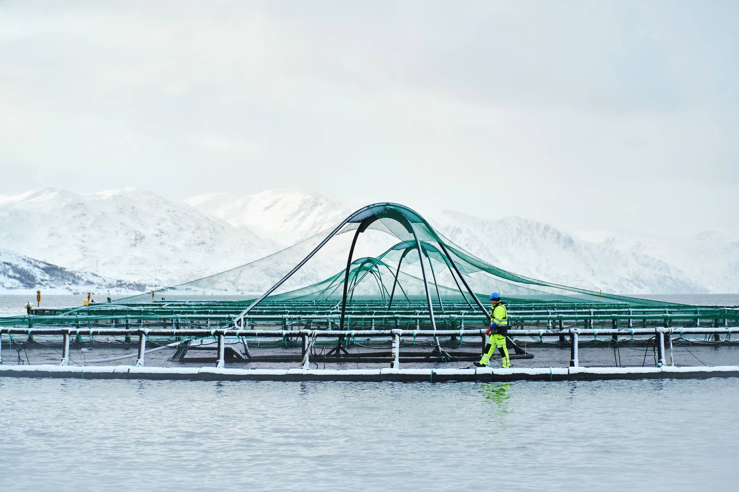 Grieg Aqua and Grieg Seafood employees monitor their salmon farming.