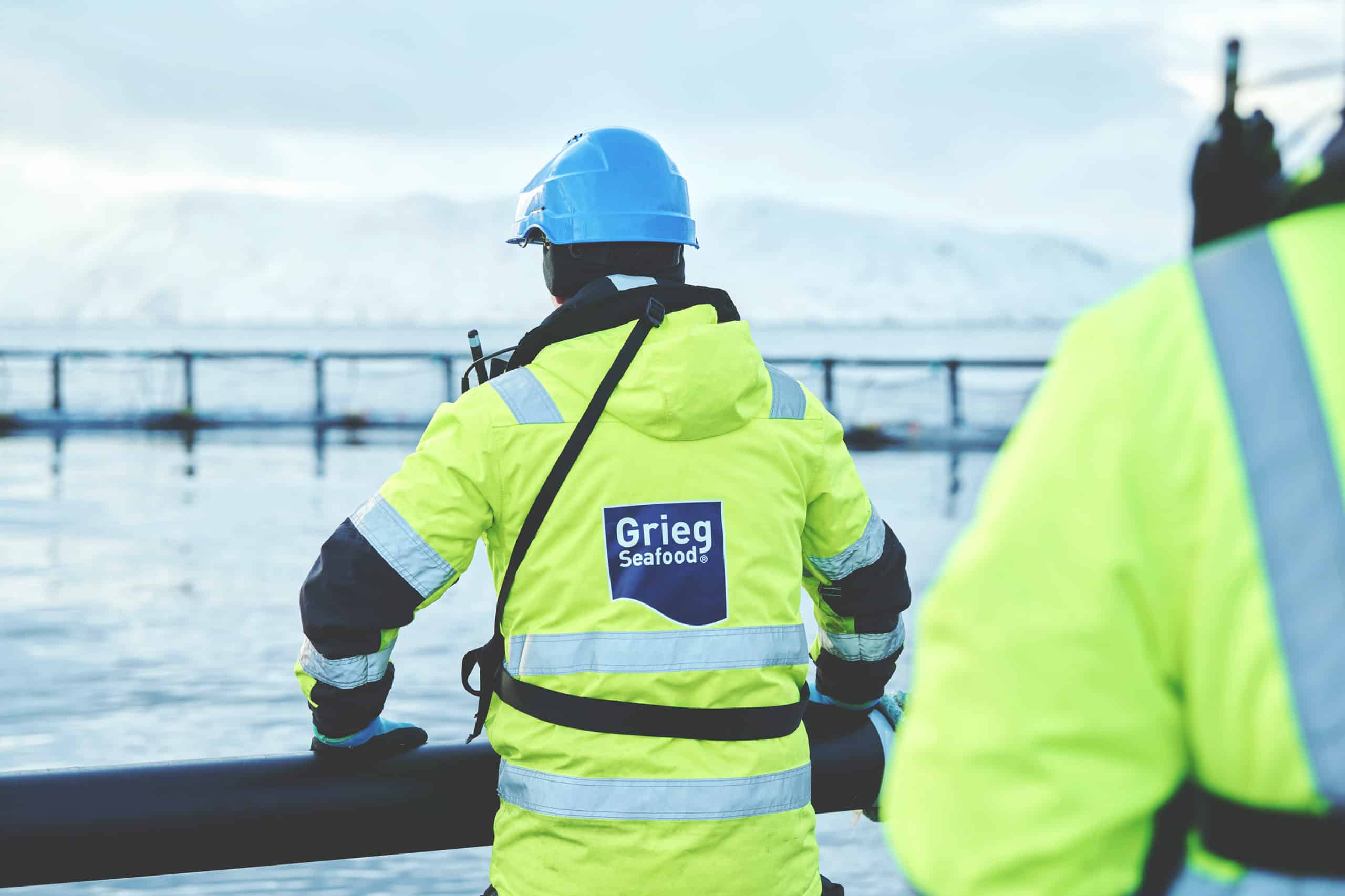 Grieg Seafood employee wearing uniform and helmet as he looks out over a cage of salmon farming.
